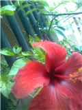 hibiskus ispered